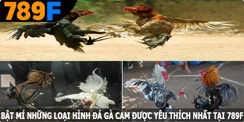 Bật mí những loại hình đá gà Cam được yêu thích nhất tại 789F