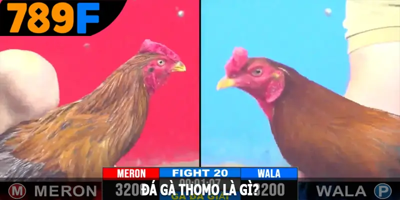 Đá gà Thomo là gì?