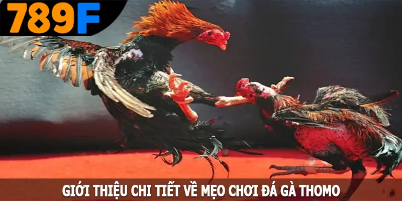 Giới thiệu chi tiết về mẹo chơi đá gà Thomo