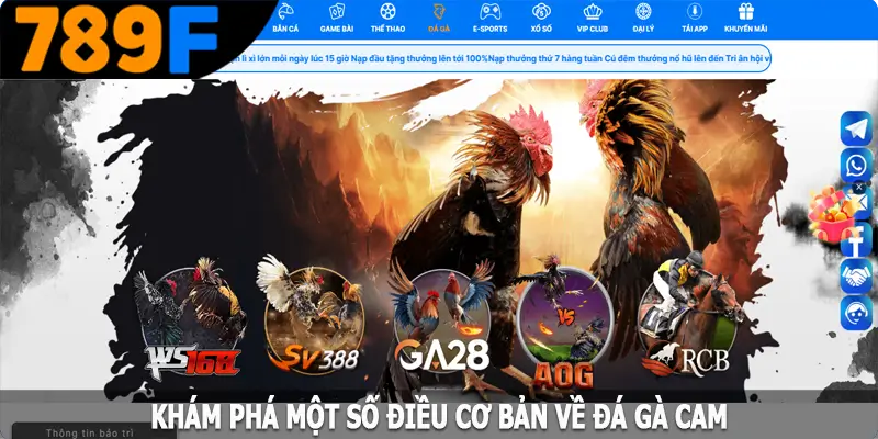 Khám phá một số điều cơ bản về đá gà Cam