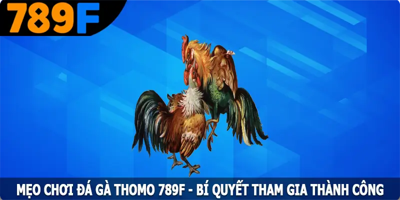 Mẹo Chơi Đá Gà Thomo 789F - Bí Quyết Tham Gia Thành Công