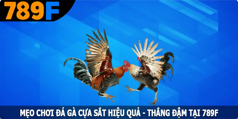 Mẹo Chơi Đá Gà Cựa Sắt Hiệu Quả - Thắng Đậm Tại 789F