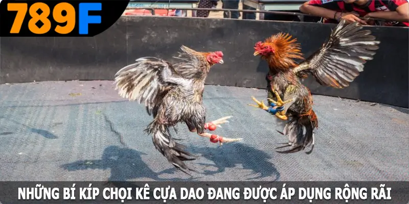 Những bí kíp chọi kê cựa dao đang được áp dụng rộng rãi