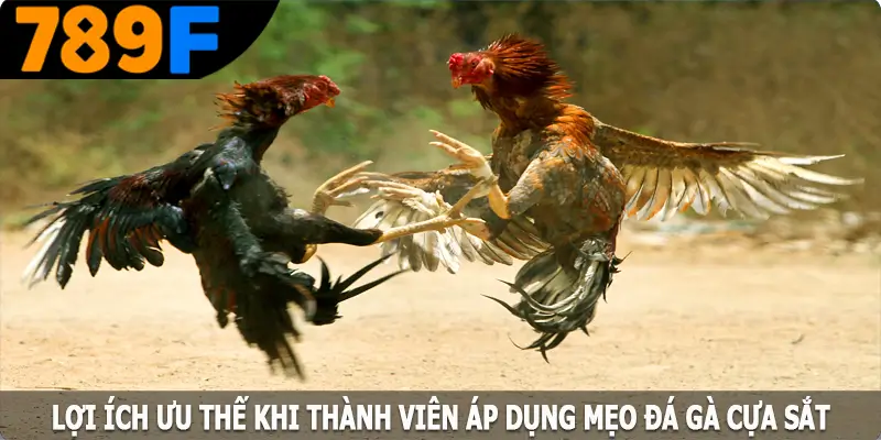 Những lợi ích ưu thế khi thành viên áp dụng mẹo đá gà cựa sắt