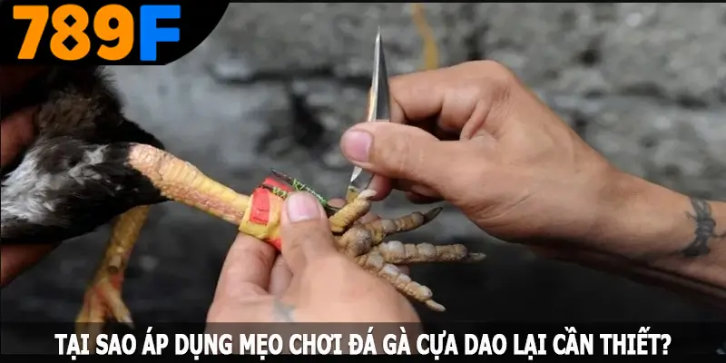 Tại sao áp dụng mẹo chơi đá gà cựa dao lại cần thiết?