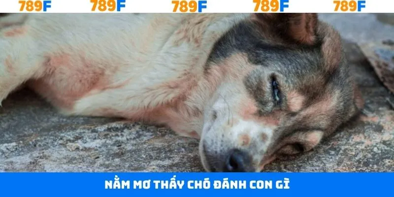 Nằm Mơ Thấy Chó Đánh Con Gì - Luận Giải Đề May Mắn Cùng 789F 4 Nằm Mơ Thấy Chó Đánh Con Gì - Luận Giải Đề May Mắn Cùng 789F