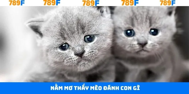 Nằm Mơ Thấy Mèo Đánh Con Gì - Bật Mí Những Số May Mắn Nhất 3 Nằm Mơ Thấy Mèo Đánh Con Gì - Bật Mí Những Số May Mắn Nhất