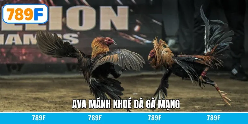 Mánh Khóe Đá Gà Mạng - Dự Đoán Chuẩn Xác Cùng 789F 6 Mánh Khóe Đá Gà Mạng - Dự Đoán Chuẩn Xác Cùng 789F