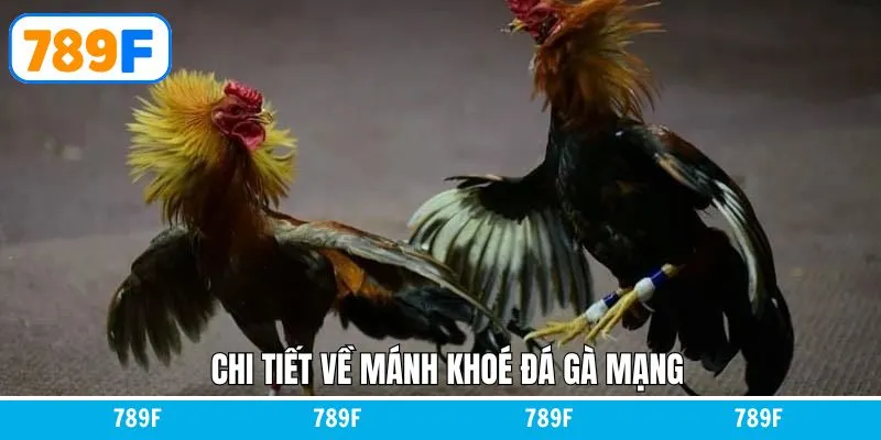 Cách Chơi Baccarat Luôn Thắng Dành Cho Người Chơi Tại 789F 11 Mánh khóe đá gà mạng chinh phục chiến thắng